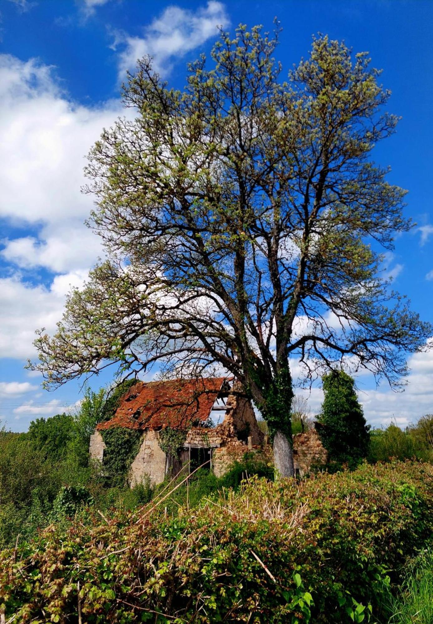 Maison Du Grand Moulin Saint-Aubin-en-Charollais Eksteriør bilde
